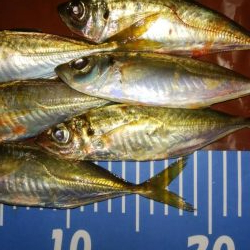 梅雨間アジング