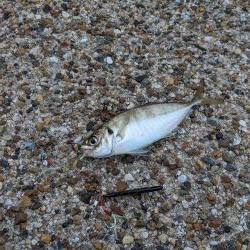 サバゲー好調 たまに中鯵が