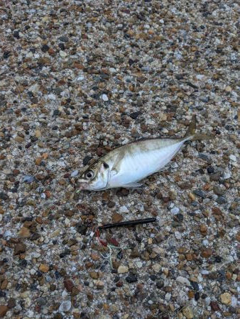 サバゲー好調 たまに中鯵が