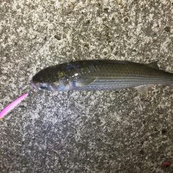 一応狙った魚が釣れました。