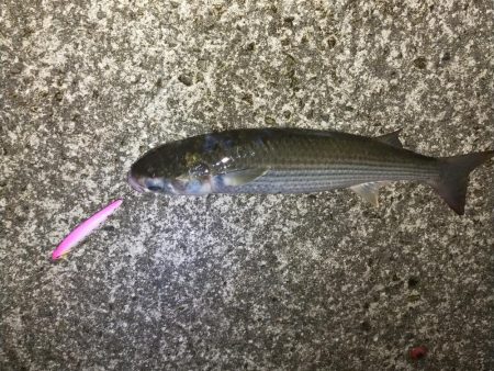 一応狙った魚が釣れました。