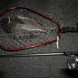 （2020/07/6 南港ヘチ釣り　 真チヌ:47.5cm、キビレチヌ 45.5cm、40cm~ 釣果有り）