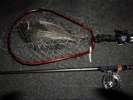 （2020/07/6 南港ヘチ釣り　 真チヌ:47.5cm、キビレチヌ 45.5cm、40cm~ 釣果有り）