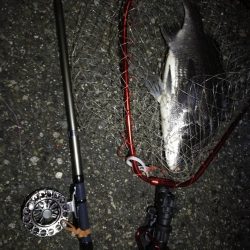 (2020/07/8 南港ヘチ釣り 真チヌ:46cm、キビレチヌ 39cm、35cm~ 釣果有り)