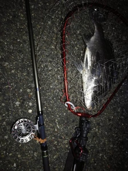 (2020/07/8 南港ヘチ釣り 真チヌ:46cm、キビレチヌ 39cm、35cm~ 釣果有り)