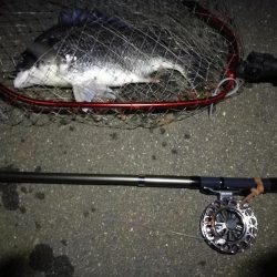 (2020/07/12 南港ヘチ釣り キビレチヌ 41cm、32㎝~ 真チヌ 釣果有り)