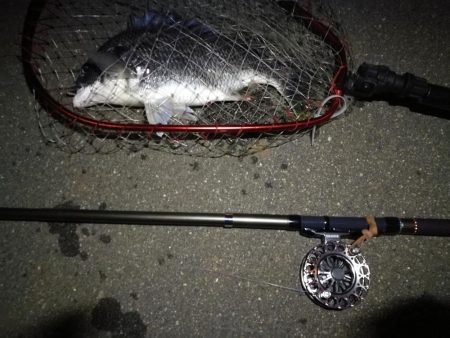 (2020/07/12 南港ヘチ釣り キビレチヌ 41cm、32㎝~ 真チヌ 釣果有り)