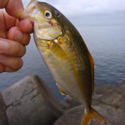 三目ショアジギ