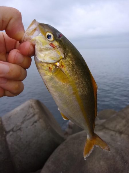 三目ショアジギ