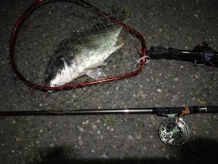 (2020/07/13 南港ヘチ釣り キビレチヌ 46cm 釣果有り)