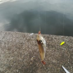 キスかガッチョか