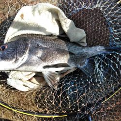 梅雨チヌ・・・