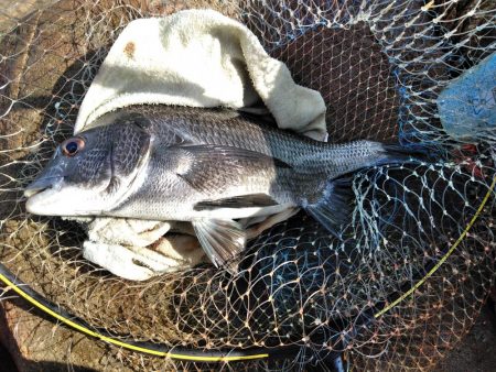 梅雨チヌ・・・