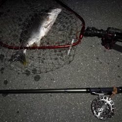 (2020/07/17 南港ヘチ釣り キビレチヌ 38cm、33㎝~ 釣果有り)