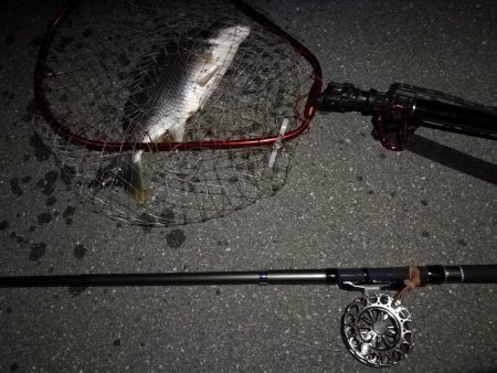 (2020/07/17 南港ヘチ釣り キビレチヌ 38cm、33㎝~ 釣果有り)