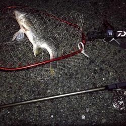 （2020/07/18 南港ヘチ釣り　 キビレチヌ 42cm、シーバス 52㎝ タケノコメバル：23㎝ 釣果有り）