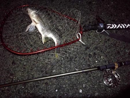 （2020/07/18 南港ヘチ釣り　 キビレチヌ 42cm、シーバス 52㎝ タケノコメバル：23㎝ 釣果有り）