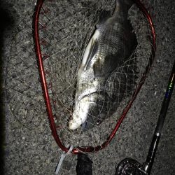 （2020/07/19 南港ヘチ釣り　 真チヌ 48.5㎝キビレチヌ 35.5cm、ガシラ：22㎝ 釣果有り）