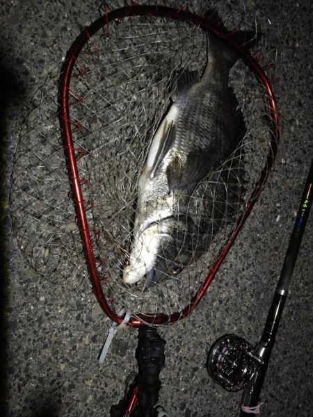 （2020/07/19 南港ヘチ釣り　 真チヌ 48.5㎝キビレチヌ 35.5cm、ガシラ：22㎝ 釣果有り）