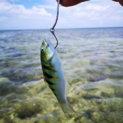 インリーフで小物狙い