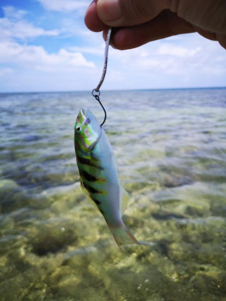 インリーフで小物狙い