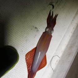 初めてのイカメタル