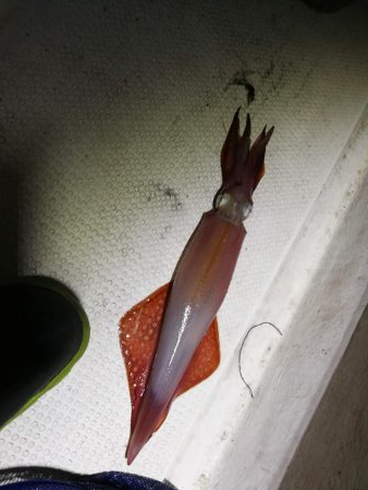 初めてのイカメタル