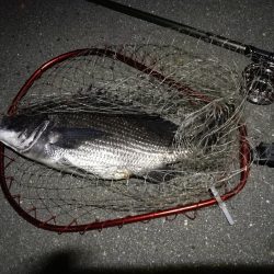 (2020/07/21 南港ヘチ釣り 真チヌ 48.5㎝ キビレチヌ 37.5cm 釣果有り)