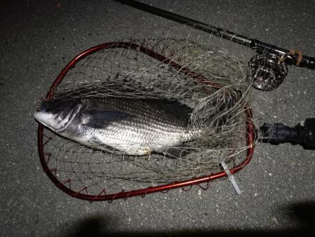 (2020/07/21 南港ヘチ釣り 真チヌ 48.5㎝ キビレチヌ 37.5cm 釣果有り)