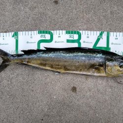 シイラは単発で