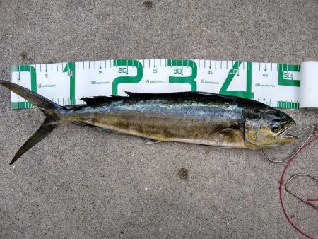 シイラは単発で