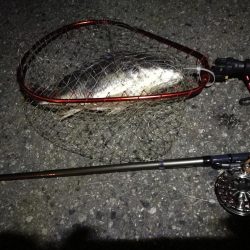 （2020/07/23 南港ヘチ釣り　 キビレチヌ 45cm、ガシラ、タケノコメバル 釣果有り）