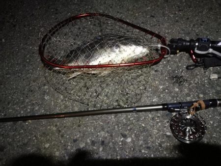 （2020/07/23 南港ヘチ釣り　 キビレチヌ 45cm、ガシラ、タケノコメバル 釣果有り）