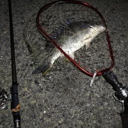 (2020/07/24 南港ヘチ釣り キビレチヌ 46.5cm、ガシラ、 釣果有り)