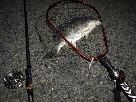 (2020/07/24 南港ヘチ釣り キビレチヌ 46.5cm、ガシラ、 釣果有り)