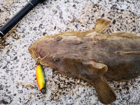 夕マズメにマゴチ