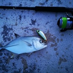 早朝ギンガメアジ