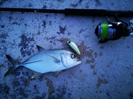 早朝ギンガメアジ