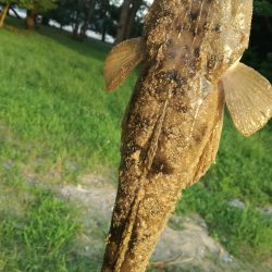 照りゴチを求めて!!