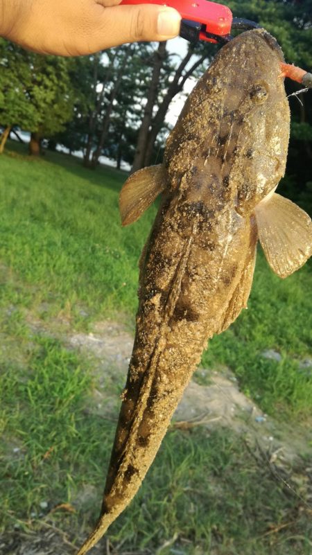 照りゴチを求めて!!