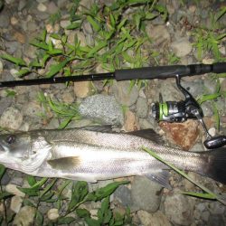 シーバス短時間狙い