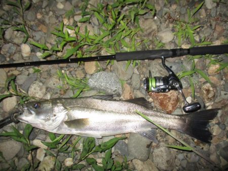 シーバス短時間狙い