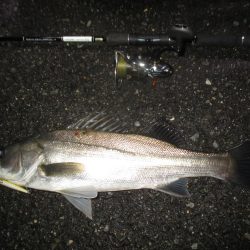 シーバス短時間狙い