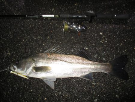 シーバス短時間狙い