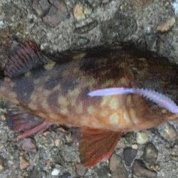 梅雨メバルいました♪