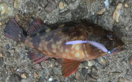 梅雨メバルいました♪