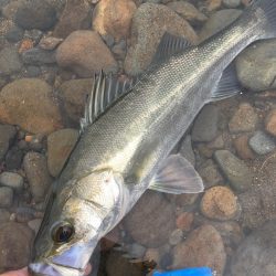 初投稿!長崎県大村市 トップウォータールアーゲーム