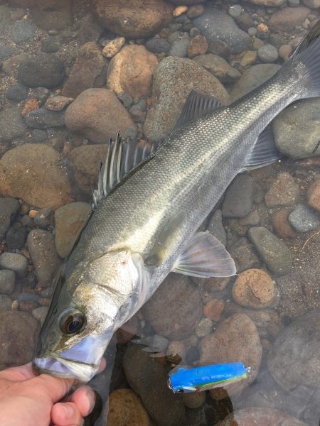 初投稿!長崎県大村市 トップウォータールアーゲーム
