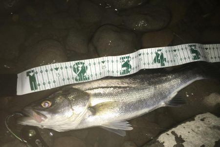 ナイトシーバスゲーム　（長崎　大村周辺）