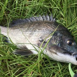 デイトップチニング!